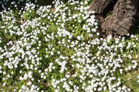 White flowers Stock Photos