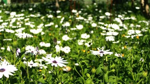 White flowers Foto stock