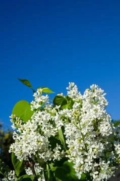 White flowers Foto stock