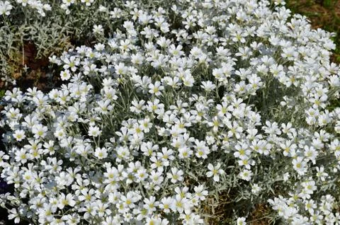White flowers Stock Photos