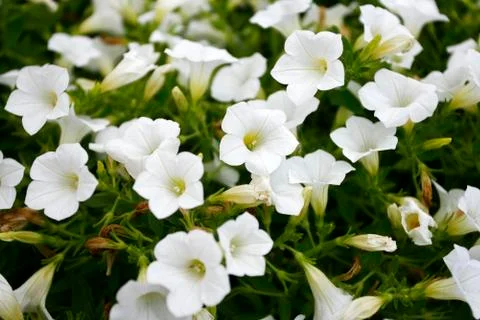 White flowers Stock-Fotos