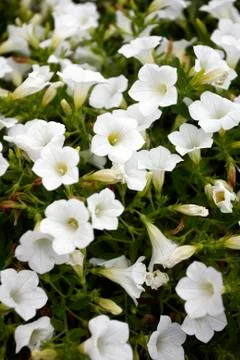 White flowers Foto stock