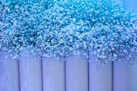 White flowers Stock Photos