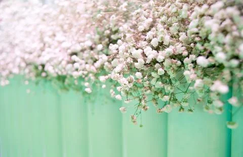 White flowers Stock Photos