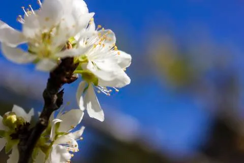 White flowers Stock Photos