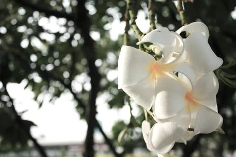 White flowers. Stock Photos