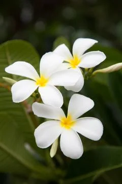 White flowers. Stock Photos