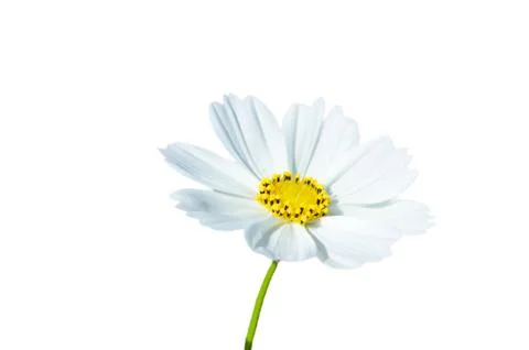 White flowers. Stock Photos