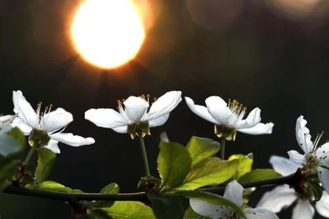 White flowers Stock Photos
