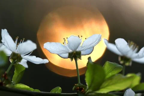 White flowers Stock Photos