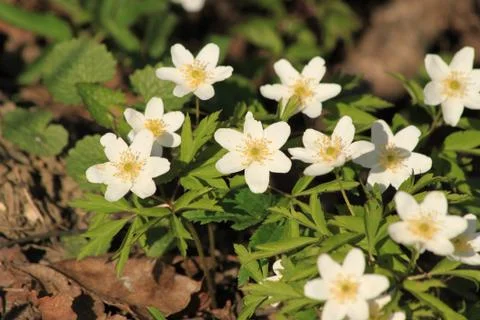 White flowers Stock Photos