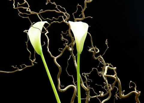 White flowers Stock Photos