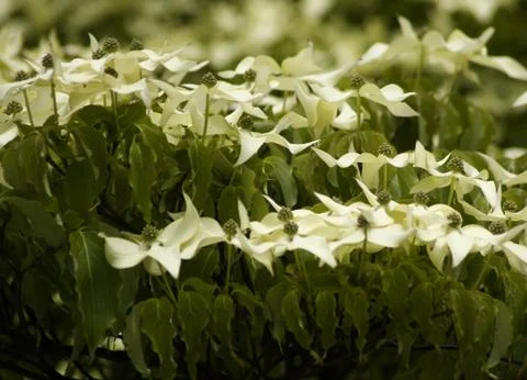White flowers 스톡 사진