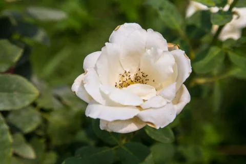 White flowers Stock Photos