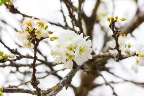 White flowers Stock Photos