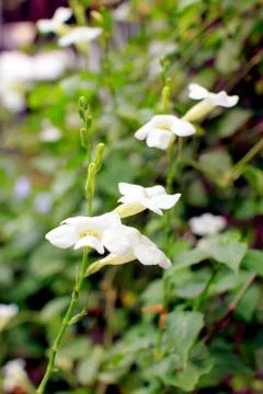 White flowers Stock Photos