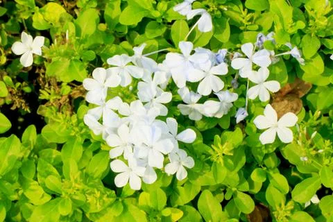 White flowers Foto stock