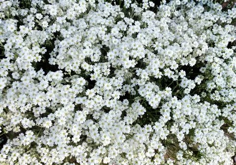 White flowers. Stock Photos