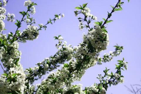 White Flowers Stock Photos
