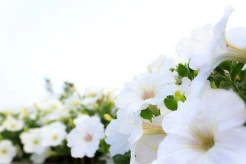 White flowers Stock Photos