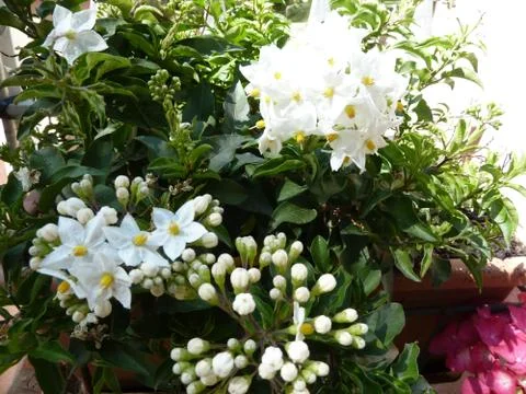 White flowers 写真素材