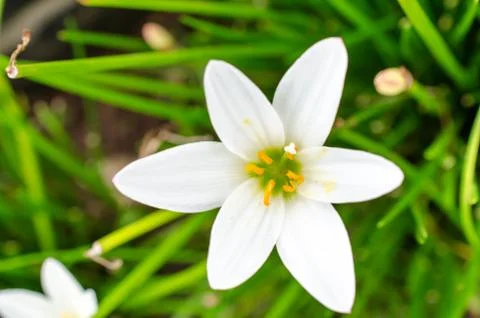 White flowers Stock Photos
