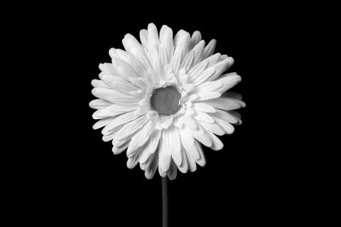 White flowers  Stock Photos