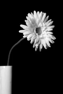 White flowers  Stock Photos
