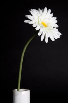 $white flowers  Stock Photos