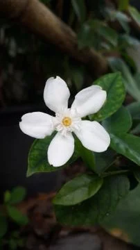 White flowers 스톡 사진