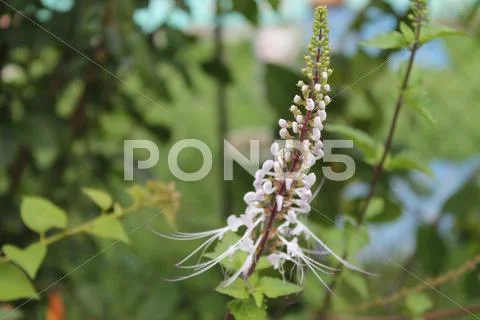 White flowers Stock Photos