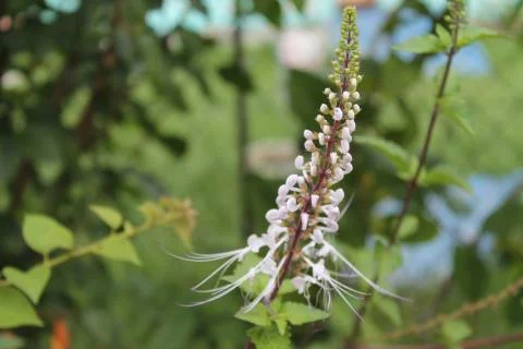 White flowers 写真素材