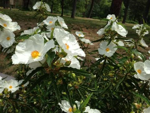 White Flowers Foto stock