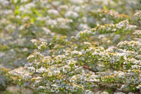 White flowers Stock-Fotos