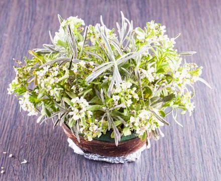 White flowers Stock Photos