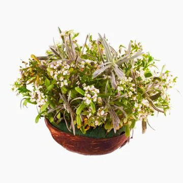 White flowers Stock Photos