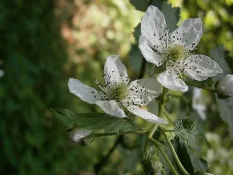 White flowers 写真素材
