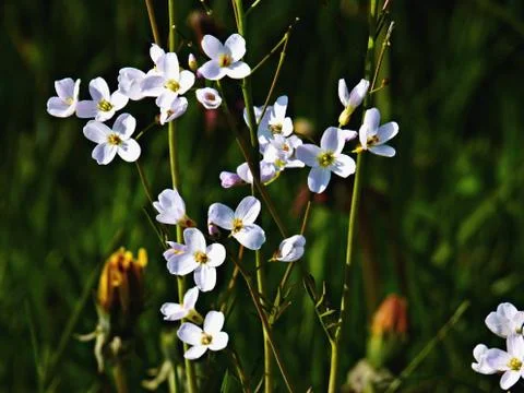 White flowers Stock Photos