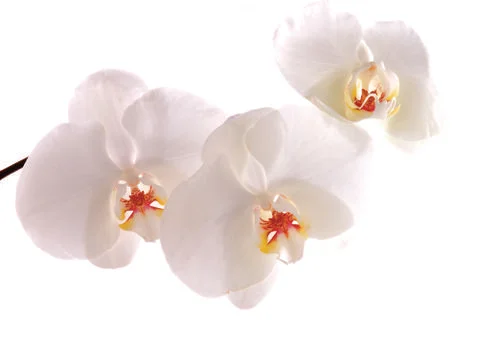 White flowers Stock Photos