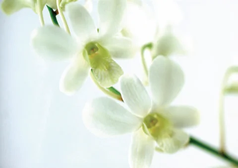 White flowers Stock Photos