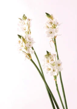 White flowers Stock Photos