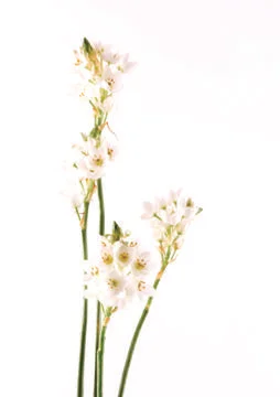 White flowers Stock Photos