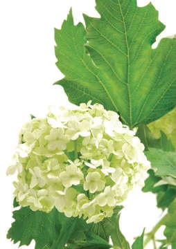 White flowers Stock Photos