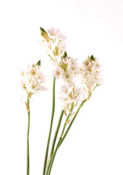 White flowers Stock Photos