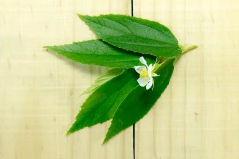 White flowers Stock Photos