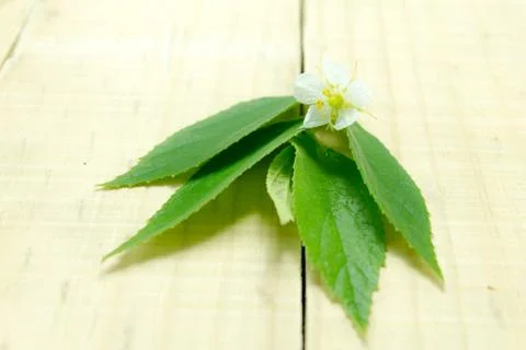 White flowers Stock Photos