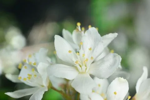 White flowers Foto stock