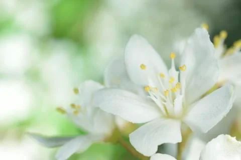 White flowers Stock Photos