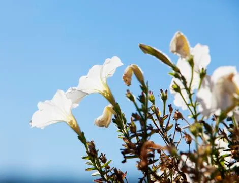 White flowers Stock Photos
