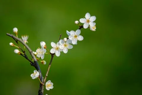 White flowers Stock Photos